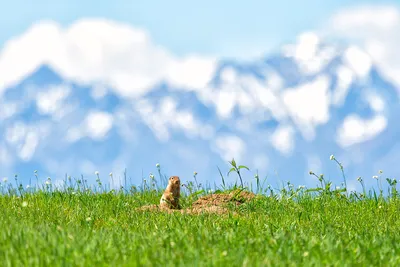 Elena Prabhu on Twitter: \"Indian palm squirrel 🐿️🇮🇳 #animals #cute  #Indianpalmsquirrel #squirrel #chipmunk #India #AnimalLovers #Индия  #пальмоваябелка #белка #бурундук #животные https://t.co/xfj8OwLlQD\" /  Twitter