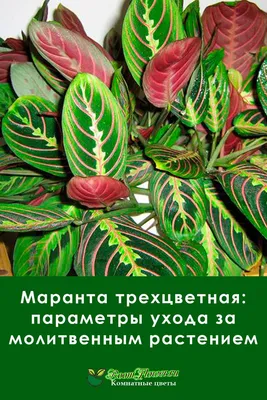 Маранта: выращивание в домашних условиях, виды и сорта