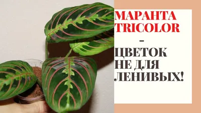 Цветок маранта - важные моменты в уходе за растением