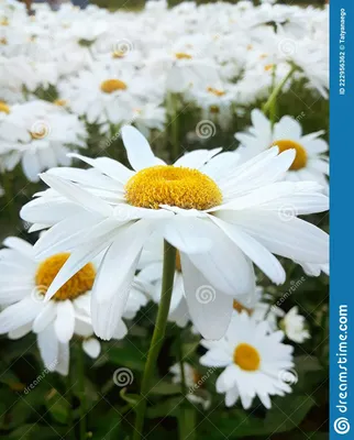 сад маргаритки цветы стоковое фото. изображение насчитывающей естественно -  222956362