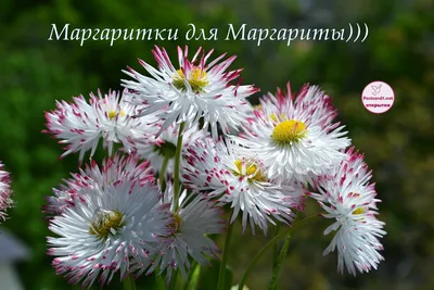 Маргаритки - цветы из детства | Цветочная душа | Дзен