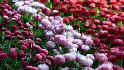 Бесплатное изображение: Маргаритка, маргаритки, цветы, лепестки, розовый,  пыльца