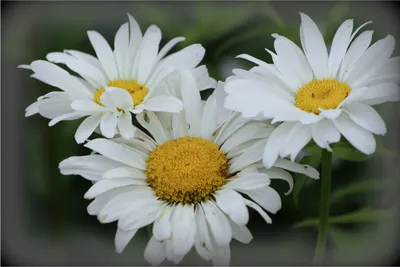Белые маргаритки цветы в ярком солнечном свете . стоковое фото ©swkunst  144169753