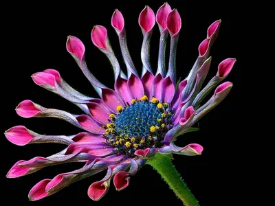 цветок маргаритки иллюстрация вектора. иллюстрации насчитывающей флора -  17884366