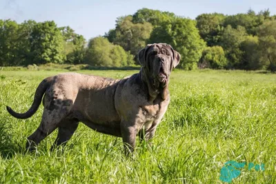 Неаполитанский мастиф 🐶 — описание, фото, характер и все о породе мастино  наполетано, итальянский мастиф на Pet Guide🐾