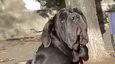 Мастино Наполетано МАЛИНКА. Neapolitan Mastiff - YouTube