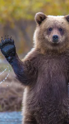 Обои медведь, 4k, HD, привет, смешные, National Geographic, река, Bear, 4k,  HD wallpaper, Hi, Water, National Geographic, Big, ОС #144