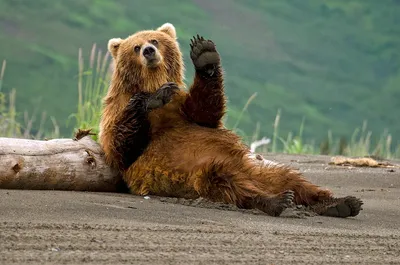 Веселый медведь (48 лучших фото)