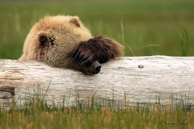 Картинка Бурые Медведи Медведи забавные бревно Лапы животное