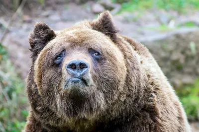 Смешные картинки с медведями (66 лучших фото)