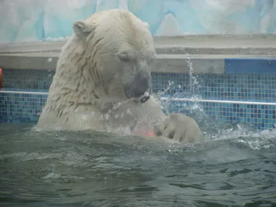 Белые медведи тоже любят играть. | Пикабу