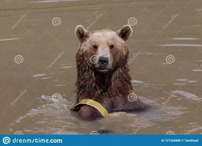 смешное медведя коричневое стоковое изображение. изображение насчитывающей  гримаса - 127426889