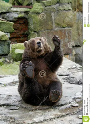 Смешной медведь развевая лапка Стоковое Изображение - изображение  насчитывающей опасно, парк: 106170579