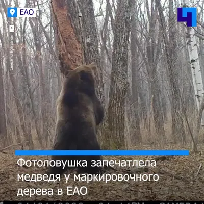 Как я провел зиму»: в ЕАО фотоловушка запечатлела медведя у маркировочного  дерева