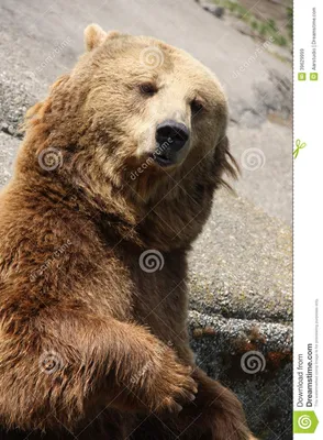 Смешной медведь в зоопарке стоковое изображение. изображение насчитывающей  погремушк - 39629999
