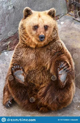 Смешной сидеть медведя стоковое фото. изображение насчитывающей  ð°ð½ð¸ð¼ð¸ð·ð¼ð° - 151724826