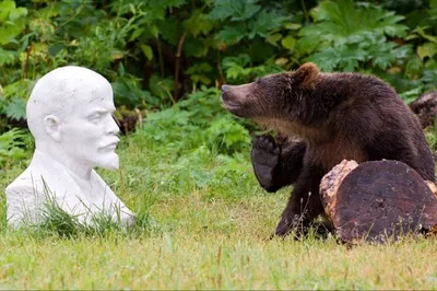 Прикольные картинки про медведя (56 фото) - 56 фото