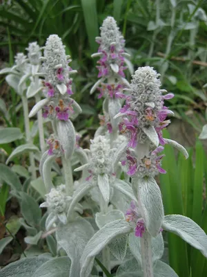 File:Stachys byzantina, 2015-06-02, Beechview, 01.jpg - Wikimedia Commons