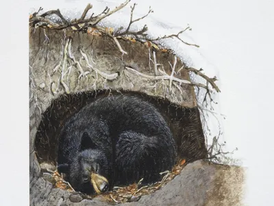 Мишкина берлога: как спят и что делают зимой медведи в Тверской области |  ВКонтакте