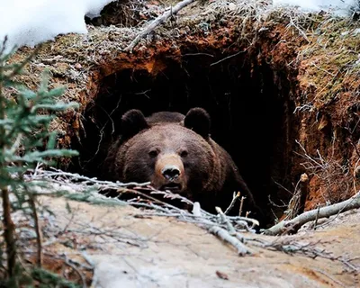 Медвежья берлога | ООПТ России