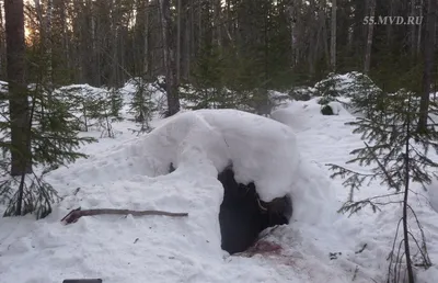 Берлога медведя зимой в лесу - фото и картинки: 69 штук