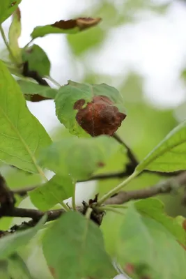 Вредители яблони и груши | Какие вредители и паразиты поражают яблони и  груши