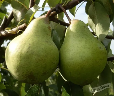 Груша Завея (Pyrus Zaveya) - описание сорта, фото, саженцы, посадка,  особенности ухода. Дачная энциклопедия.