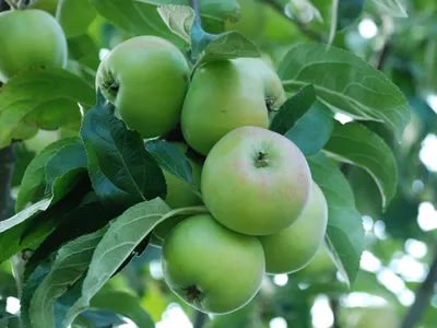 Минсельхоз США прогнозирует снижение производства яблок, винограда и груш в  России – Агроинвестор