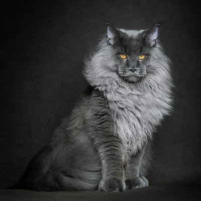 ALUMNI-MGIMO / PUBLIC BLOG / Американская енотовая кошка Maine Coon