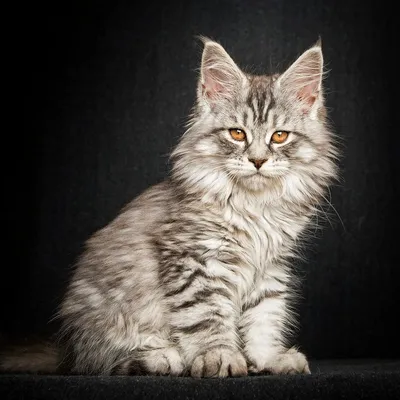 ALUMNI-MGIMO / PUBLIC BLOG / Американская енотовая кошка Maine Coon