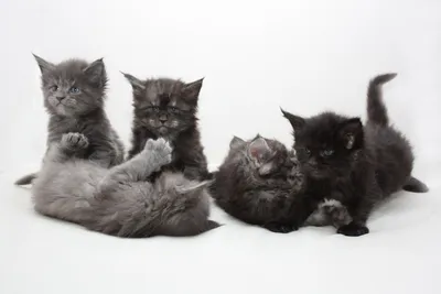 Новорождённые котята мейн кун | Смотреть 48 фото бесплатно