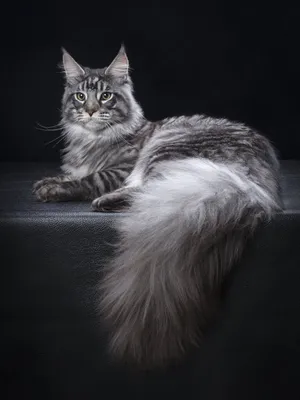 Кот мейн кун серый - 61 фото