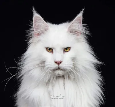 Мейнкун кот белый (30 фото)