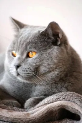 Британец кот серый (53 лучших фото)