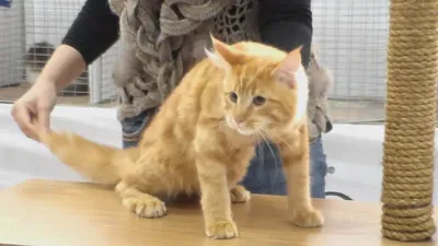 Рыжий Мейн Кун, котенку 4-е месяца, Породы кошек - YouTube