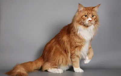 Обои на монитор | Животные | красивый, рыжий, кот, мейн-кун, с