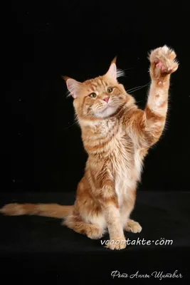 Рыжий Мейн-кун (21 фото) | Все о породе Мейн Кун | Мейн кун, Красивые  кошки, Кот