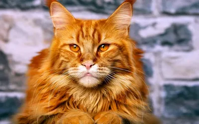 Кот мейн кун рыжий (44 лучших фото)