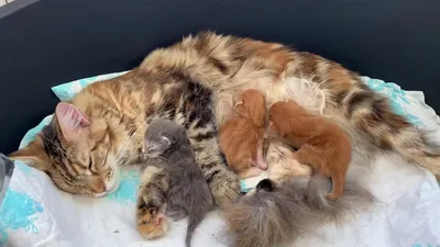 Мейн Кун новорожденные котята ! - YouTube