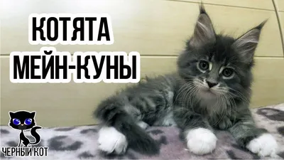 ✓ Породистые котята мейн-куны: в каком случае котята считаются породистыми,  от чего зависит цена? - YouTube