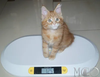 Таблица веса и размеров мейн-куна от котенка до взрослого кота