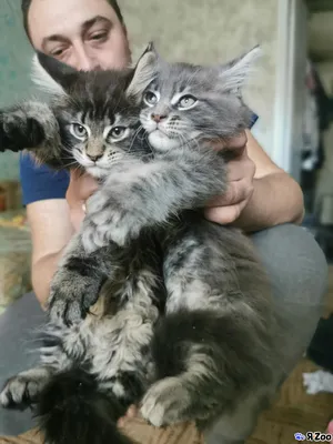 Котята мейн-кун 2 месяца — продать кота в Краснодаре за 8000 ₽ на ZooYa.ru