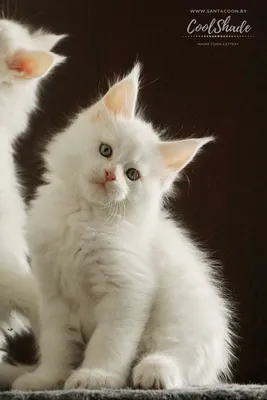 Белый котенок мейн-кун в возрасте 7 недель | Кошачьи фотографии,  Кот-воитель, Милые котики