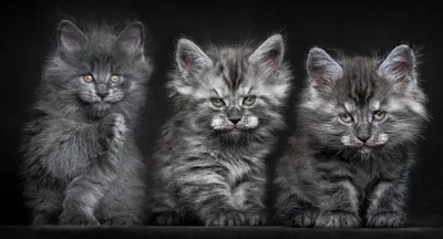 Серая пушистая троица котят мейн-кунов - обои на телефон