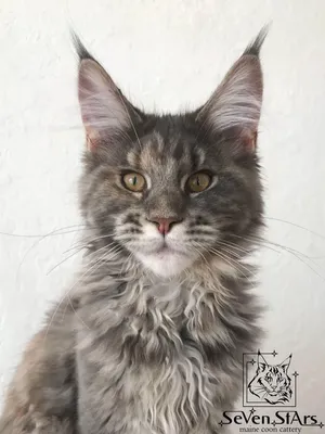 Мейн кун 😻 милые котята и смешные кошки породы MaineCoon CATS cute baby  kittens/animals - YouTube