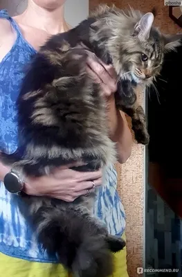 Мейн-Кун / Maine Coon - «В одной квартире жили котенок и щенок. Собака в  облике кота. Милый и ласковый зверь, да ещё и разрушитель не только вашего  дома, но и порядка.» | отзывы