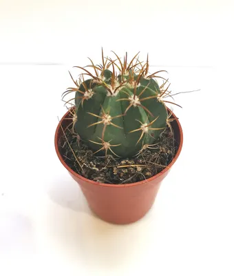 Мелокактус Melocactus Кактус Суккулент Комнатное растение, цена 60 грн —  Prom.ua (ID#1300139846)