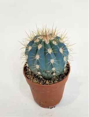 Мелокактус Азуреус (Melocactus Azureus)