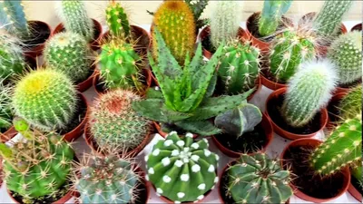 Кактус \"Мелокактус\" (Melocactus azureus) (Нидерланды) - Цветущие - купить в  Одессе, Украине по цене 100 грн - Agro-Market