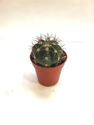 Мелокактус Melocactus Кактус Суккулент Комнатное растение, цена 60 грн —  Prom.ua (ID#1300139846)